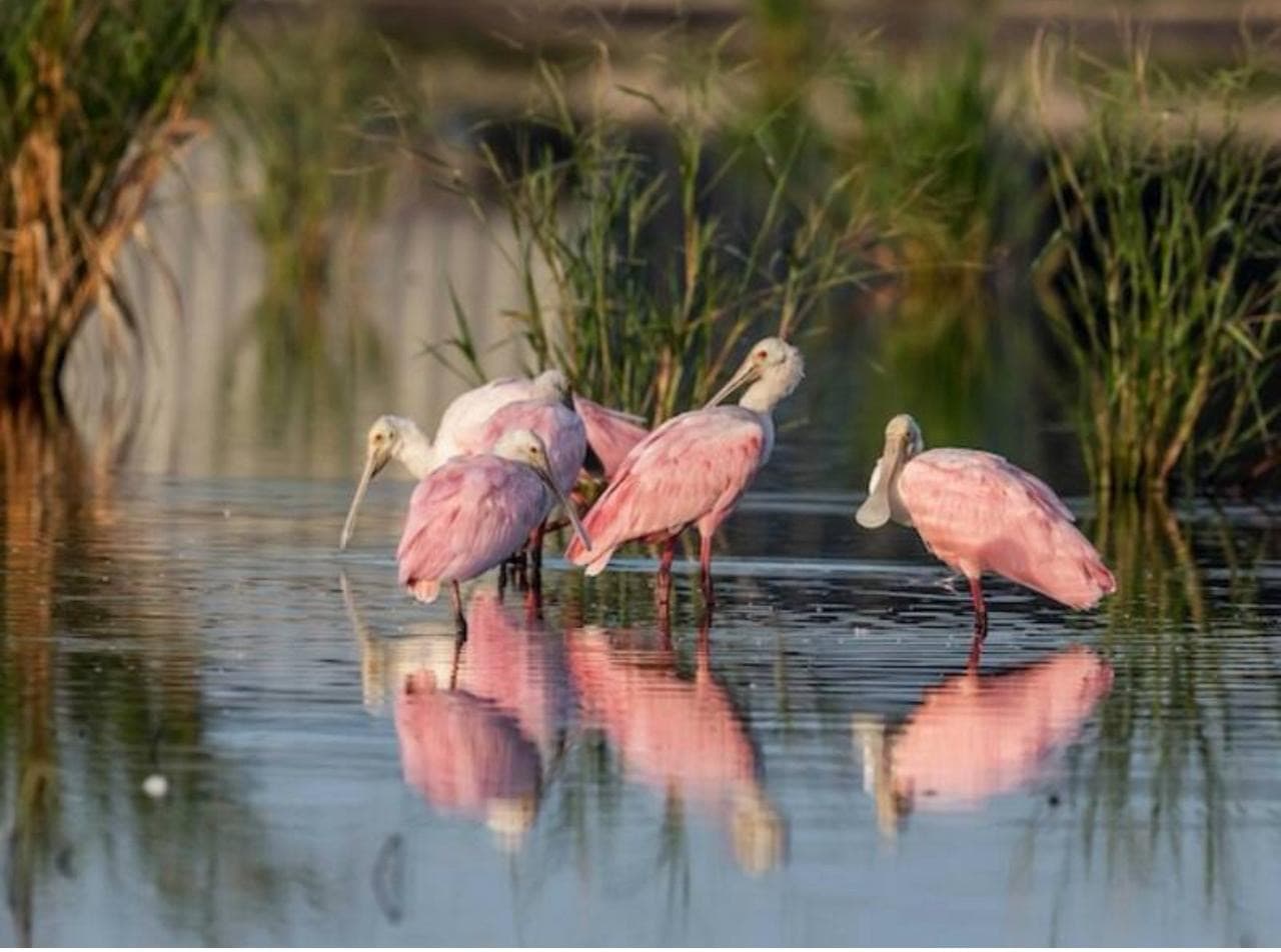 Birdwatching gallery image 2