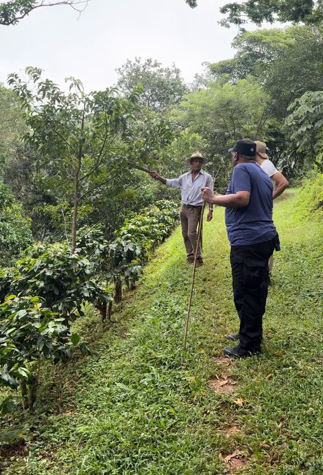 Organic Coffee Tour