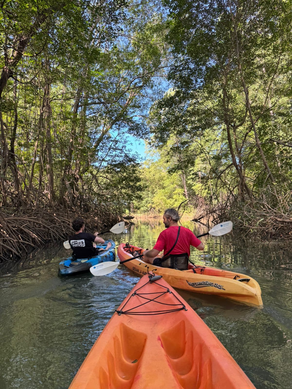 Mangrove Tour